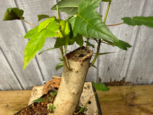 Load image into Gallery viewer, Trident Maple #15