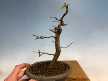 Load image into Gallery viewer, Chinese Quince 006