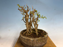 Load image into Gallery viewer, Trident Maple-Shohin Clump