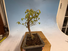Load image into Gallery viewer, Zelkova, Japanese Grey Bark Elm 010