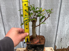 Load image into Gallery viewer, Zelkova, Japanese Grey Bark Elm #4