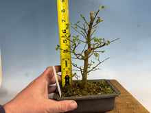 Load image into Gallery viewer, Chinese Elm, Root Cutting 001