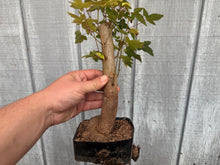 Load image into Gallery viewer, Trident Maple #36
