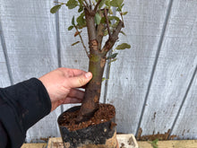 Load image into Gallery viewer, Chinese Quince #10