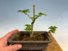 Load image into Gallery viewer, Shishigashira Japanese Maple 013