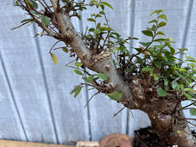 Load image into Gallery viewer, Chinese Elm #6