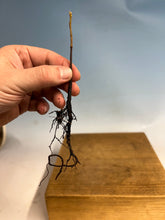 Load image into Gallery viewer, Japanese Persimmon-Bare Root