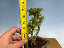 Load image into Gallery viewer, Kotohime Japanese Maple-016