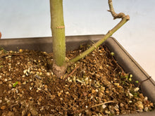 Load image into Gallery viewer, Shishigashira Japanese Maple 018