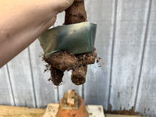 Load image into Gallery viewer, Trident Maple #45