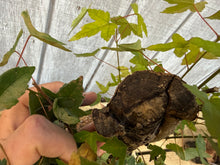 Load image into Gallery viewer, Trident Maple #44