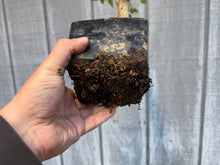 Load image into Gallery viewer, Trident Maple #25