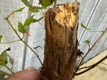 Load image into Gallery viewer, Trident Maple #4