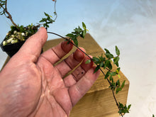 Load image into Gallery viewer, Chirimen Star Asian Jasmine 5-6 yrs old