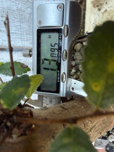 Load image into Gallery viewer, Chinese Elm #4