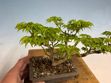 Load image into Gallery viewer, Shishigashira Japanese Maple 011