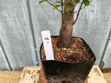 Load image into Gallery viewer, Zelkova, Japanese Grey Bark Elm #2