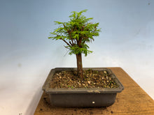 Load image into Gallery viewer, Dawn Redwood 006