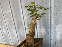 Load image into Gallery viewer, Trident Maple #47