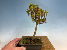 Load image into Gallery viewer, Japanese Maple 004