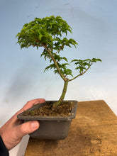 Load image into Gallery viewer, Shishigashira Japanese Maple 015