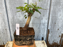 Load image into Gallery viewer, Trident Maple #3