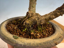 Load image into Gallery viewer, Kotohime Japanese Maple-007 Var. Dwarf Goshiki