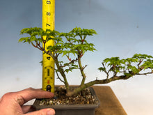 Load image into Gallery viewer, Shishigashira Japanese Maple 011