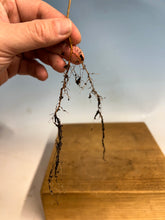 Load image into Gallery viewer, Trident Maple Bare Root -Standard 6-10”