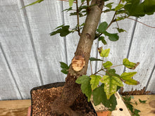 Load image into Gallery viewer, Trident Maple #31