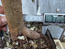 Load image into Gallery viewer, Chinese Elm #4