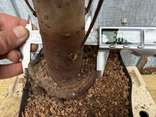 Load image into Gallery viewer, Zelkova, Japanese Grey Bark Elm #10