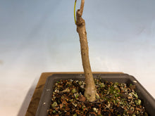 Load image into Gallery viewer, Japanese Wisteria 008