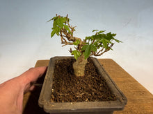 Load image into Gallery viewer, Trident Maple 018