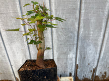 Load image into Gallery viewer, Trident Maple #5