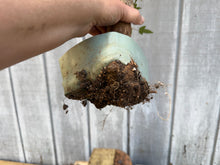 Load image into Gallery viewer, Trident Maple #39