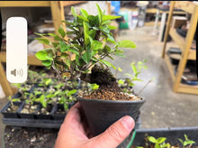 Load image into Gallery viewer, Kon-Gumi (Deciduous Eleagnus)