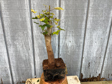 Load image into Gallery viewer, Trident Maple #23