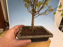 Load image into Gallery viewer, Zelkova, Japanese Grey Bark Elm 010