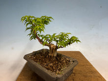 Load image into Gallery viewer, Shishigashira Japanese Maple 017