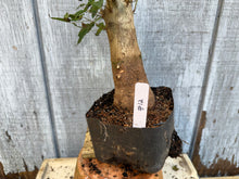 Load image into Gallery viewer, Trident Maple #12