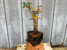 Load image into Gallery viewer, Trident Maple #28