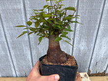 Load image into Gallery viewer, Zelkova, Japanese Grey Bark Elm #22