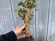 Load image into Gallery viewer, Japanese Crepe Myrtle #2