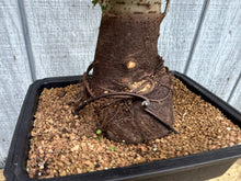 Load image into Gallery viewer, Zelkova, Japanese Grey Bark Elm #17