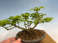 Load image into Gallery viewer, Shishigashira Japanese Maple 019