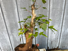 Load image into Gallery viewer, Trident Maple #24
