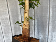 Load image into Gallery viewer, Trident Maple #22
