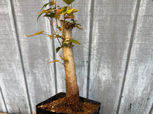 Load image into Gallery viewer, Trident Maple #28