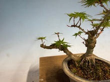 Load image into Gallery viewer, Kotohime Japanese Maple-007 Var. Dwarf Goshiki